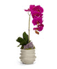Orchid in White Wavy Pot