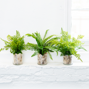 Fern Pack in Clear Vase