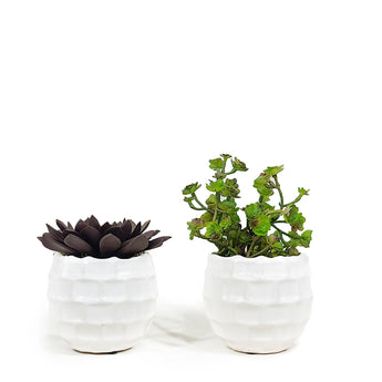 Pair of Succulents in Textured Containers