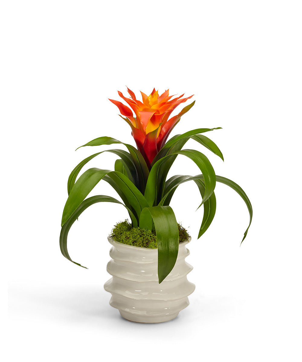 bromeliad plant pots Bromeliad in White Wavy Pot Orange