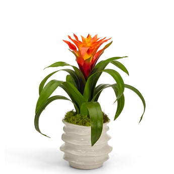 Bromeliad in White Wavy Pot