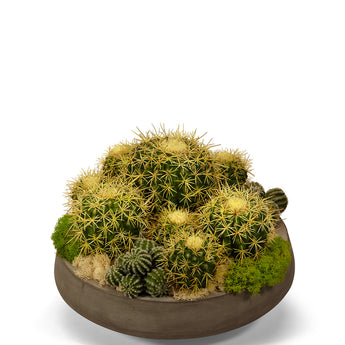 Barrel Cactus in Large Concrete Bowl