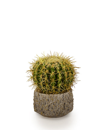 Barrel Cactus in Clay Container