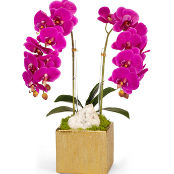 Double Orchid in Gold Square