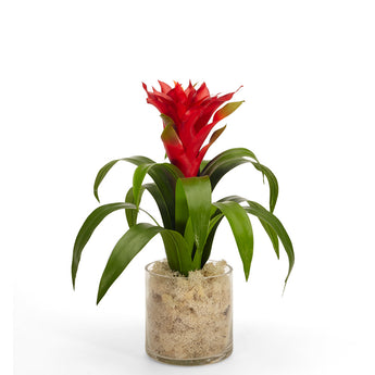 Bromeliad in Clear Glass Jar