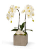 Double Orchid in Silver Square