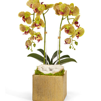 Double Orchid in Gold Square