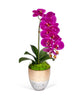Single Orchid in Champagne Vase