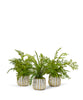 Fern 3 Pack in White & Gold Container