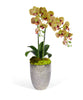 Double Orchid In Silver Glass Container