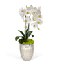Double Orchid In Silver Glass Container
